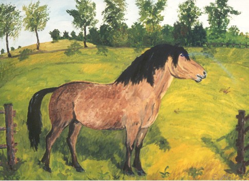 Pferde auf der Weide I